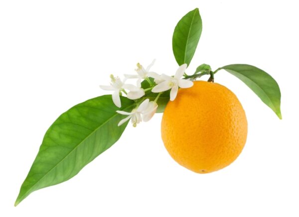 Orange 5 Fold (Natural)- 100ML